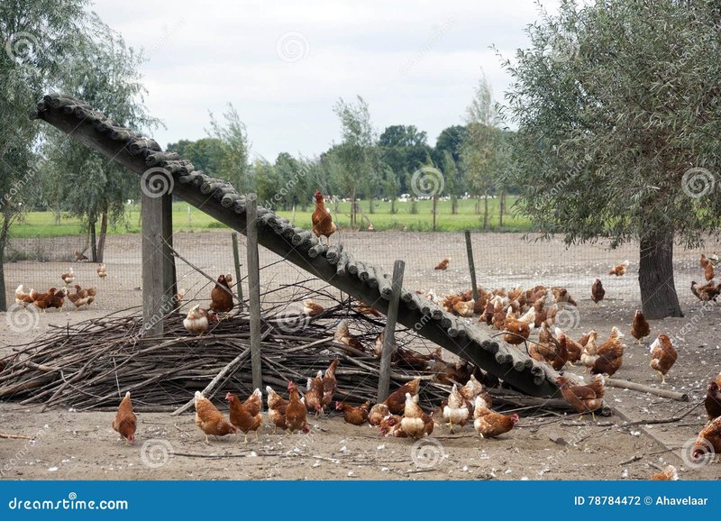 Image: Een Glimpje in de Toekomst: Het Beloofde Casino Speelgoed van Chicken Road